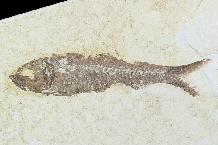 Detailed Fossil Fish (Knightia) - Wyoming #99404